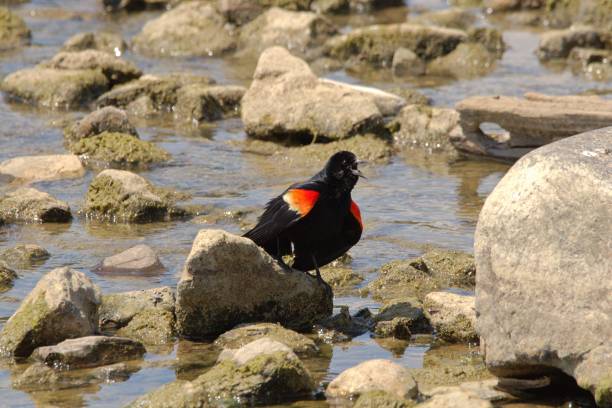 istock A Red Winged Blackbird vocalizes to claim territory. 1495992787