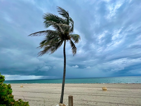 Clouds and a palm tree make an ideal photo frame for a computer background.