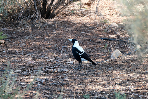 Magpie (Gymnorhina tibicen) a black and white passerine in South Australia.