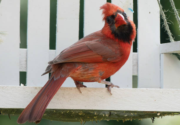 istock Northern Cardinal pauses on the bird feeder 1495994906