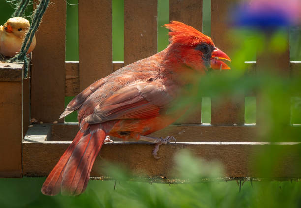 istock Northern Cardinal pauses on the bird feeder 1495994919