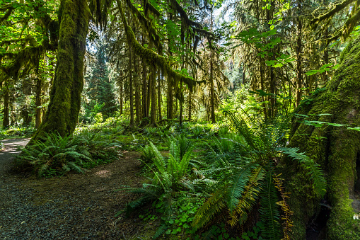 Fern and the mossy trees in the rainforest. Olympic National Park, Washington, USA