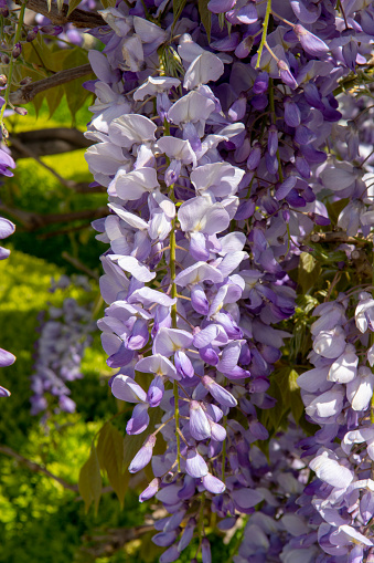 Purple flowers of Wisteria sinensis or Blue rain. Blooming Chinese wisteria.