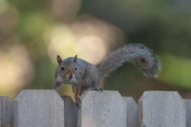 istock A curious squirrel stands on a fence against a bokeh background. 1495998414