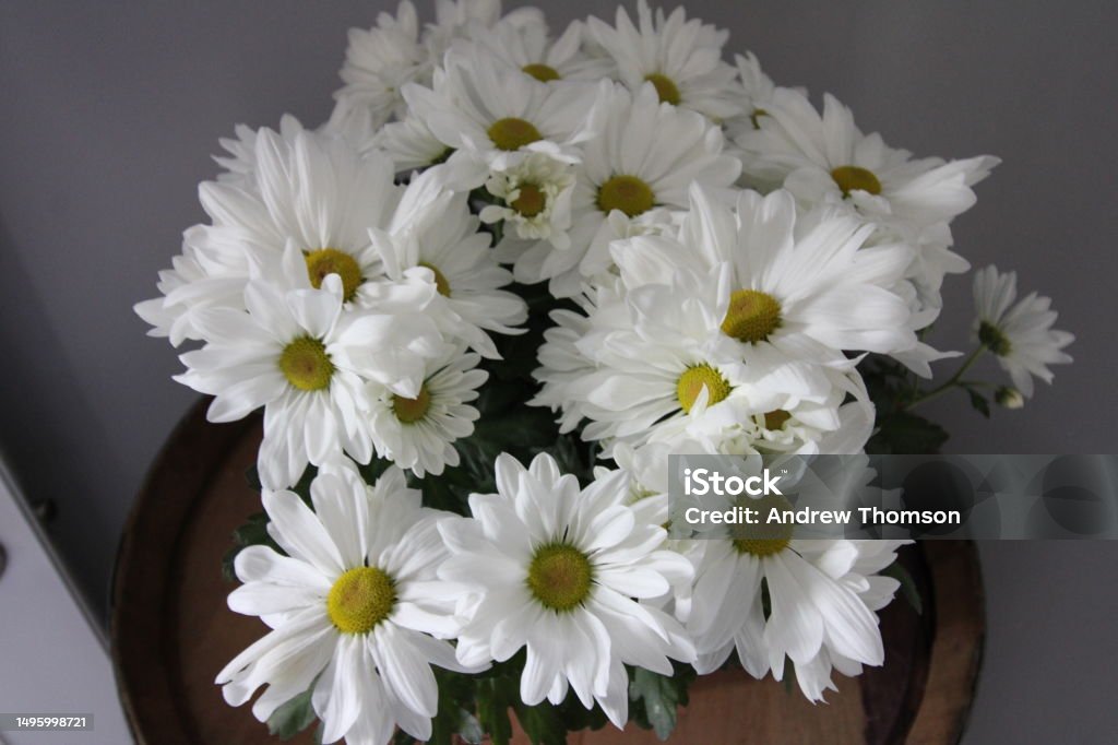 Daisys A bouquet of white daisy's with yellow centers Abstract Stock Photo