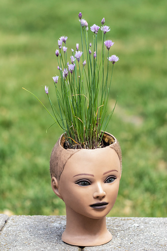 Chives planted in a mannequin head