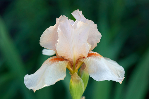 Close-up image of a peach colored bearded iris