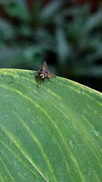 istock My Flower Garden W Insect 1496000276
