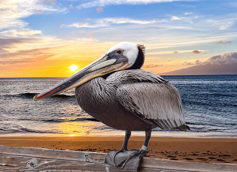 A beautiful scene plays out as a pelican sits on a pier.