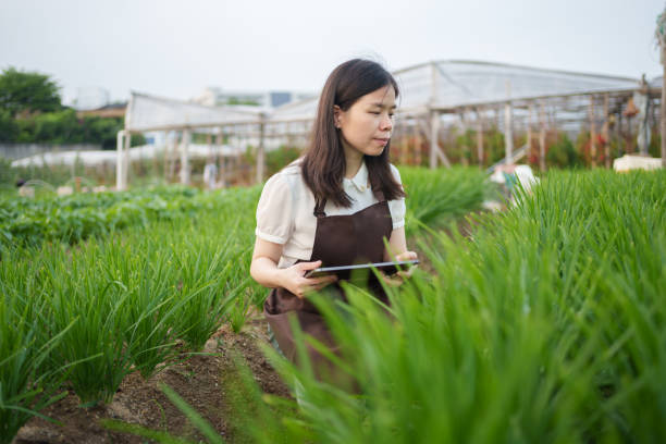 istock Green Organic Leek Field 1496005514