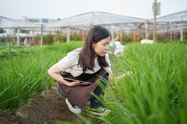 istock Green Organic Leek Field 1496005526