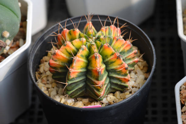 istock Cactus with flowers called 'Gymnocalycium mihanovichii variegata' 1496006572