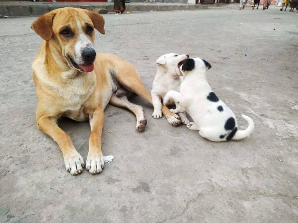 istock A father dog sit beside his two puppies and these puppies are playing. 1496006708