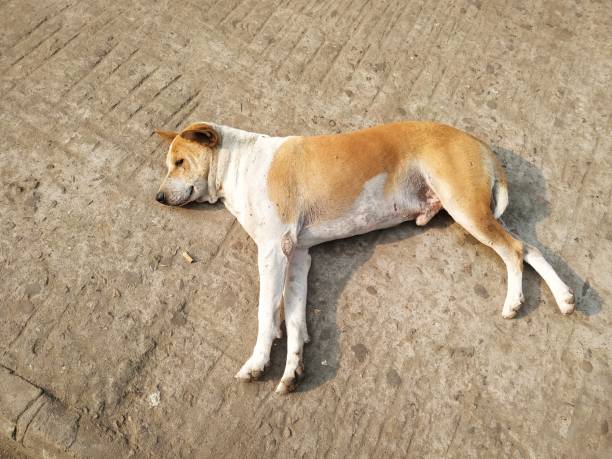 istock Street Dog Sleeping On The Street 1496006784