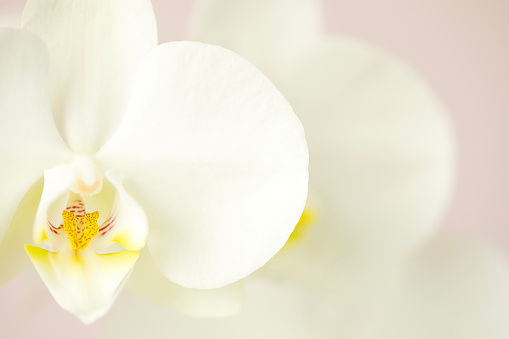 Closeup view of a white orchid flower with blurred light pink background. Macro flower photography
