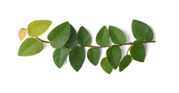 Photo of close-up of creeping fig or climbing fig plant foliage