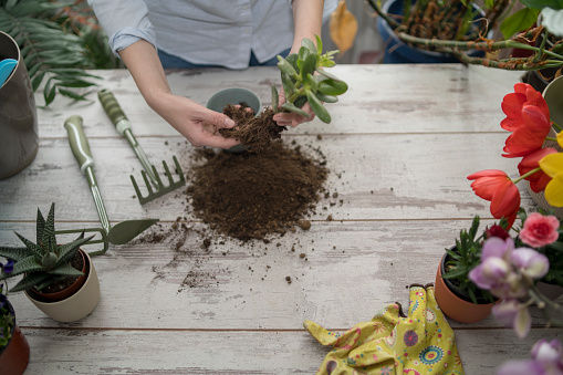 lovely housewife with flower in pot and gardening set