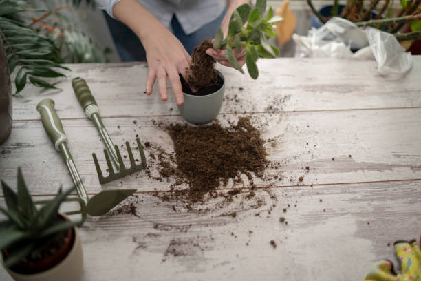 istock Close up shot of hands working with soil 1496011199