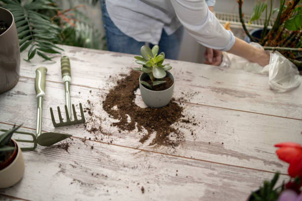 istock Close up shot of hands working with soil 1496011249