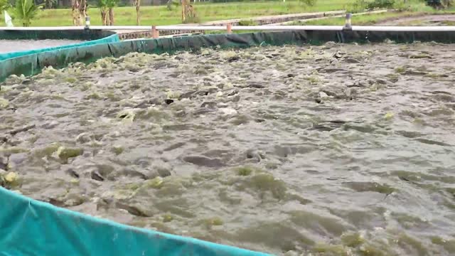 Catfish ponds made of large tarpaulin ready for harvest