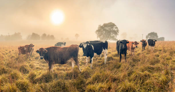 istock New England Panoramic Landscape with Cattle in Autumn 1496012828