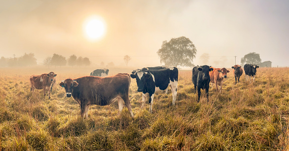 Horizontal panorama of a variety of cows, looking at the camera, standing in a grassy paddock at sunrise on a misty morning in the countryside near Armidale, New England high country, NSW