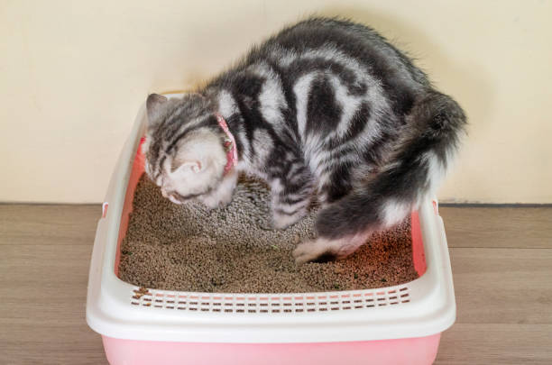 puppy gray cat is pooping in the cat bathroom - 2281 imagens e fotografias de stock