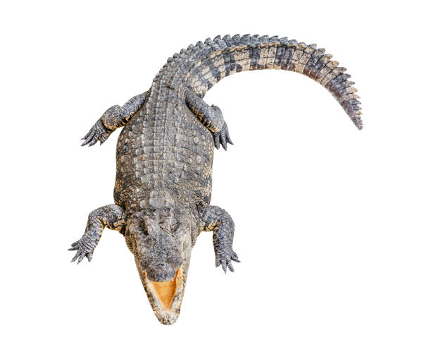 istock Siamese crocodile isolated on white background with clipping path 1496014711