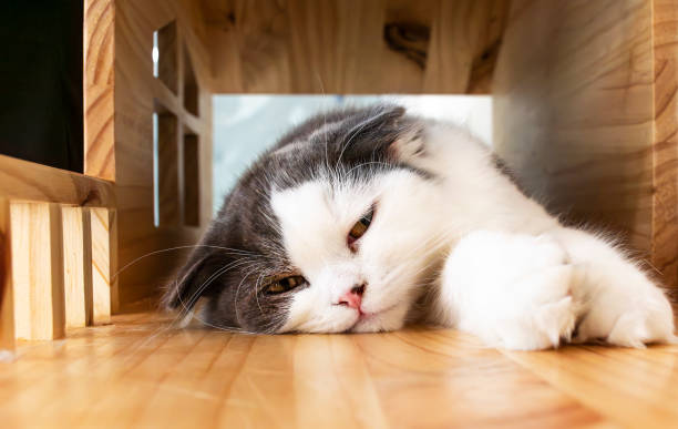 istock Portrait white gray cat sleeping in cat home 1496015224