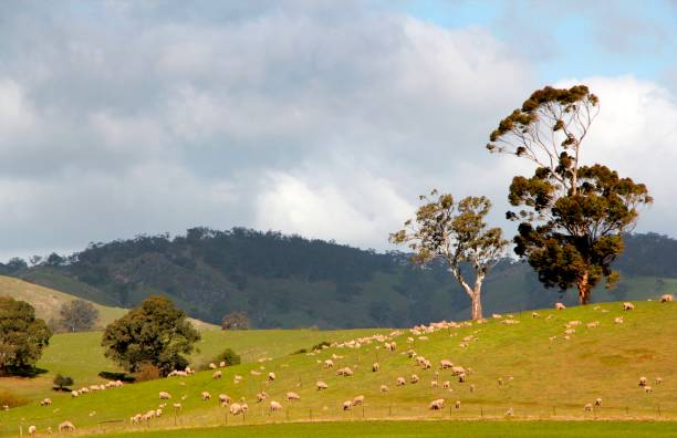 Sheep grazing across open country in South Australia