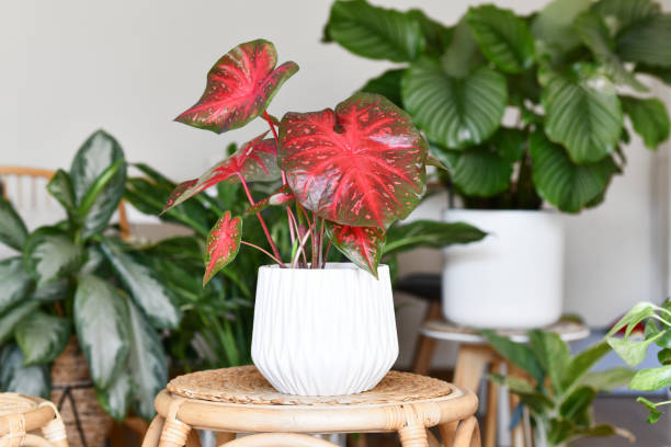 istock Exotic Caladium Red Flash houseplant in flower pot 1496019808