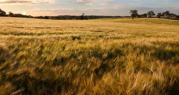istock Sunshine on the Cereal Crop 1496020642