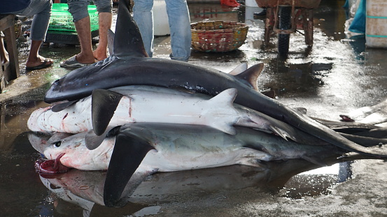 Sharks raised in the aquarium