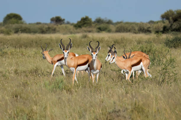 istock Springbok antelopes (Antidorcas marsupialis) in natural habitat, South Africa 1496022947
