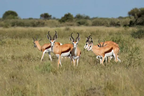Springbok antelopes (Antidorcas marsupialis) in natural habitat, South Africa