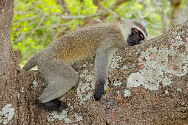 обезьяна-верветка (cercopithecus aethiops) отдыхает на дереве, национальный парк крюгера, южная африка - зелёная мартышка стоковые фото и изображения