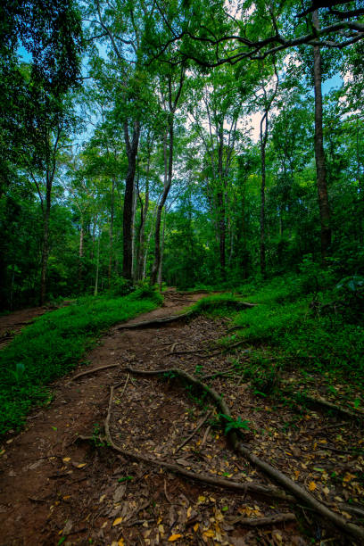 istock The way up to Phu Kradueng, Loei Province. 1496022979