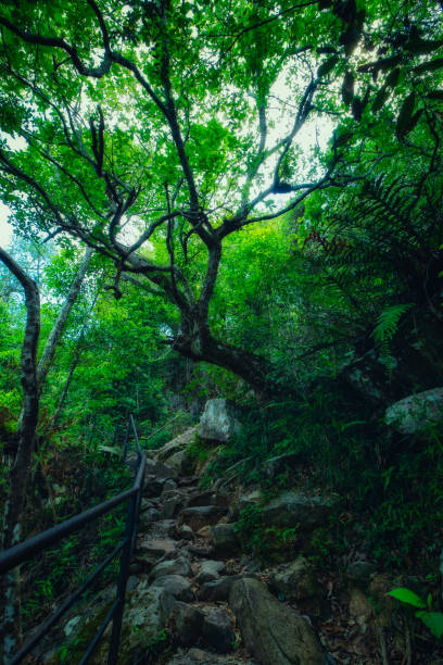istock The way up to Phu Kradueng, Loei Province. 1496022985