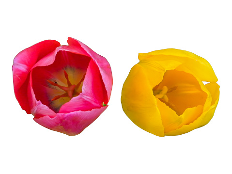 Close-up, top view of two tulips flower with pink and yellow color isolated on white background.