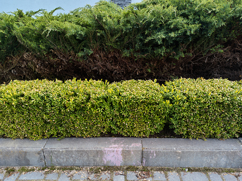 Well-groomed trimmed shrubs along the curb. Hedges of evergreen shrubs along the sidewalk in the square. Shrubs pruning a hedge trimmer