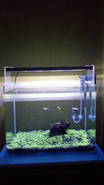 istock Aquascape in nature 1496028546