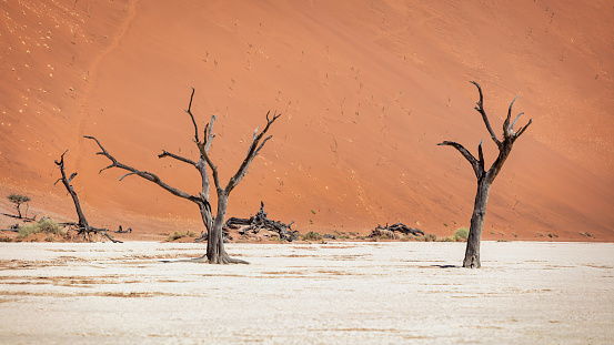 Namibia Dead Vlei Dead black trees in the dry desert landscape in front of huge orange sand dune. Surreal scenic desert landscape. Sossusvlei, Dead Vlei, Namib Desert, Namib-Naukluft National Park, Namibia, Southern Africa.