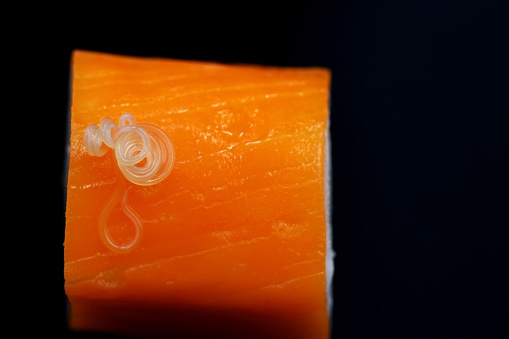 Anisakis parasitic worms in a piece of fresh fish or Sushi