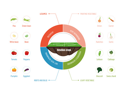 Circular Infographic: Discover the Crops in Each Crop Rotation..circular diagram with seed to crop icons on a white background.