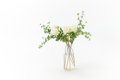 Still life. Transparent minimalist glass vase with white roses over white studio background
