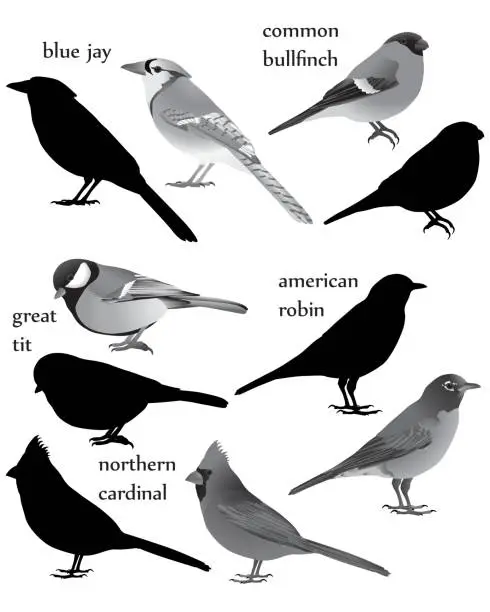 Vector illustration of Birds silhouette and black-white