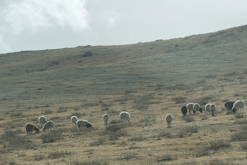 Group of domestic goats on the hill in the nature livestock in Central Mongolia