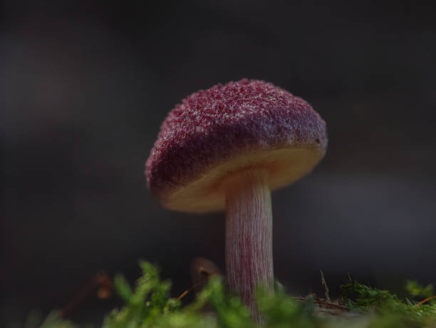 istock Red-haired agaric. Tricholomopsis rutilans or commonly known as Plums and Custard. 1496034113