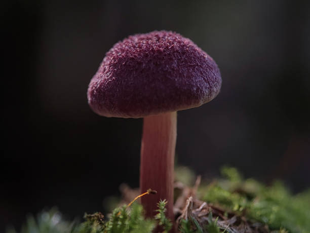 istock Red-haired agaric. Tricholomopsis rutilans or commonly known as Plums and Custard. 1496034118