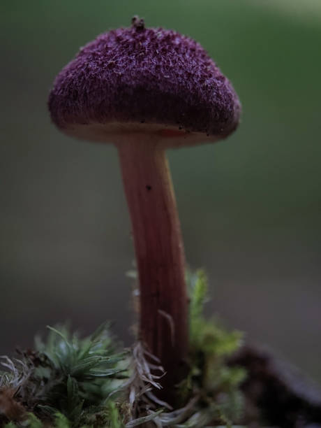 istock Red-haired agaric. Tricholomopsis rutilans or commonly known as Plums and Custard. 1496034491